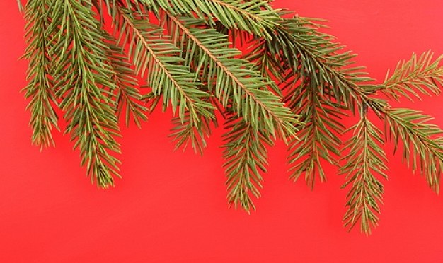 free stock photos Natural Red Background Trees Evergreen Tree ...
